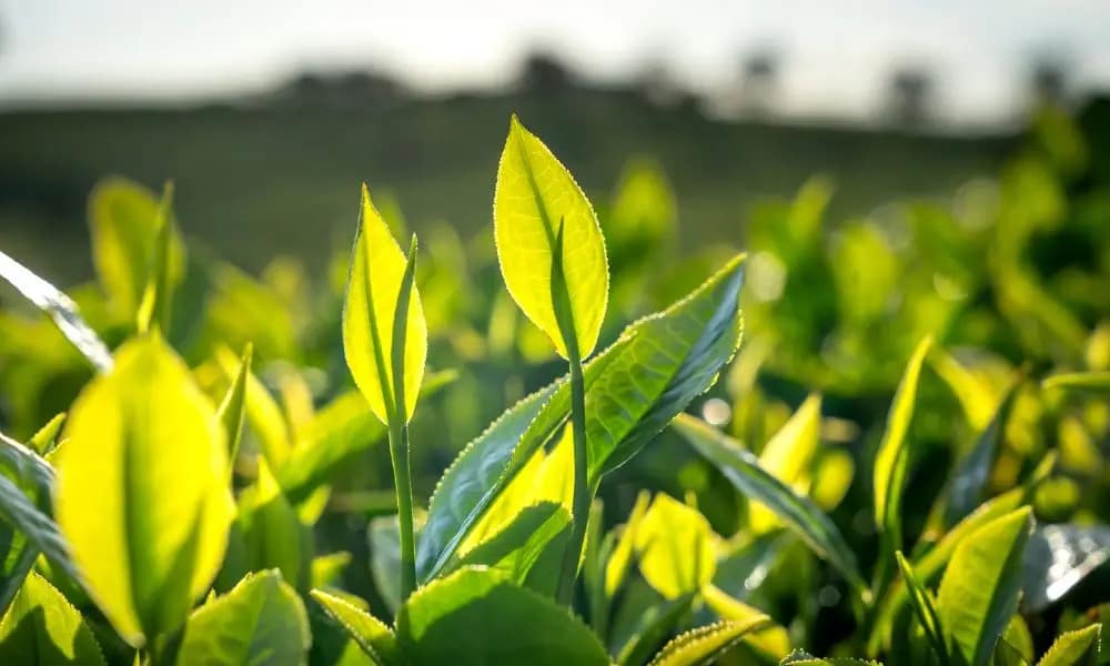 Sri Lanka Travel Experts – Kandy Travels team